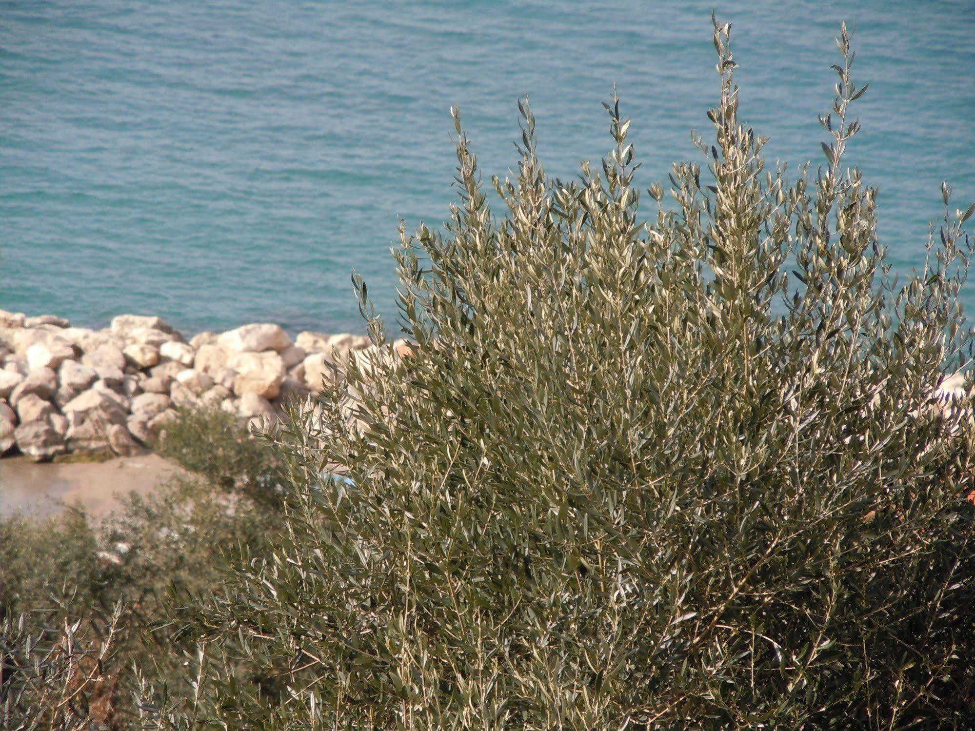 Villa Rosmary - Sorrento Coast - Gulf Of Naples View Ngoại thất bức ảnh